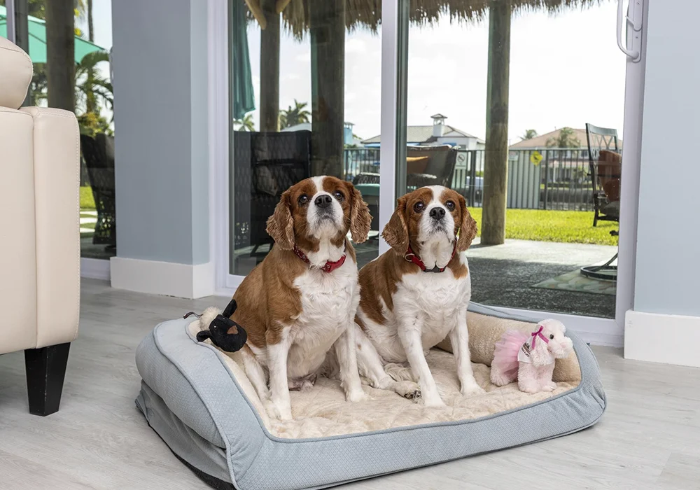Two happy dogs on a pet bed in a clean living room